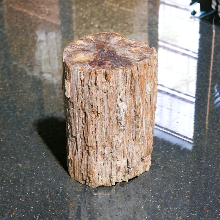 Large Petrified Fossil Wood Stump