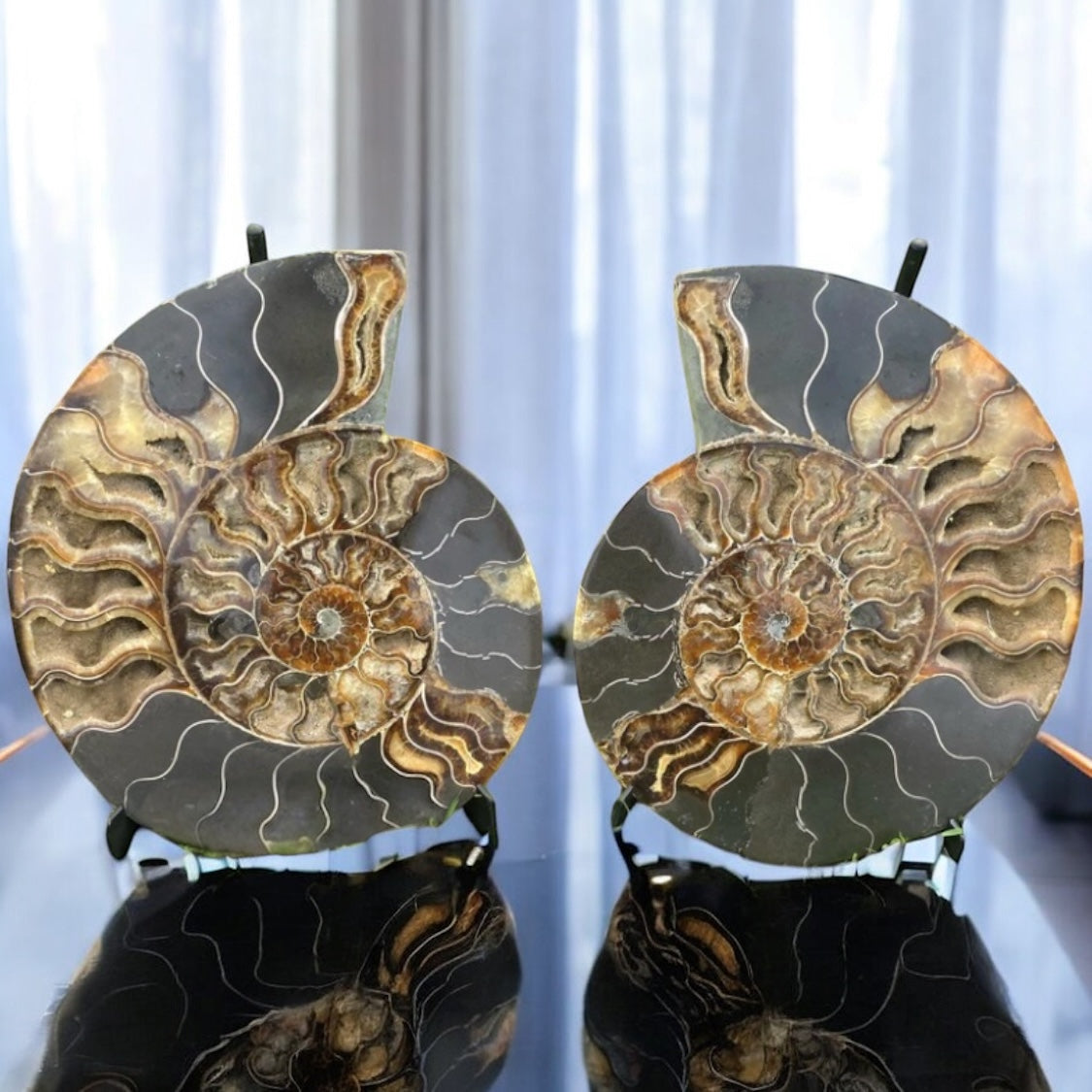 Very large ammonite fossil pair used as natural home decor