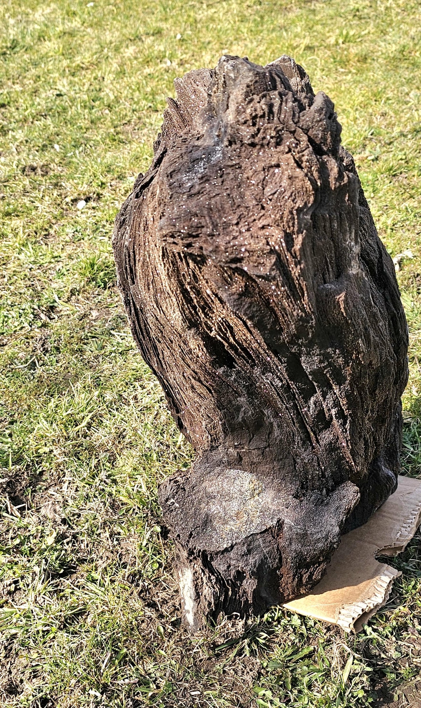 Ancient petrified wood with quartz druzy, a unique geological display piece.