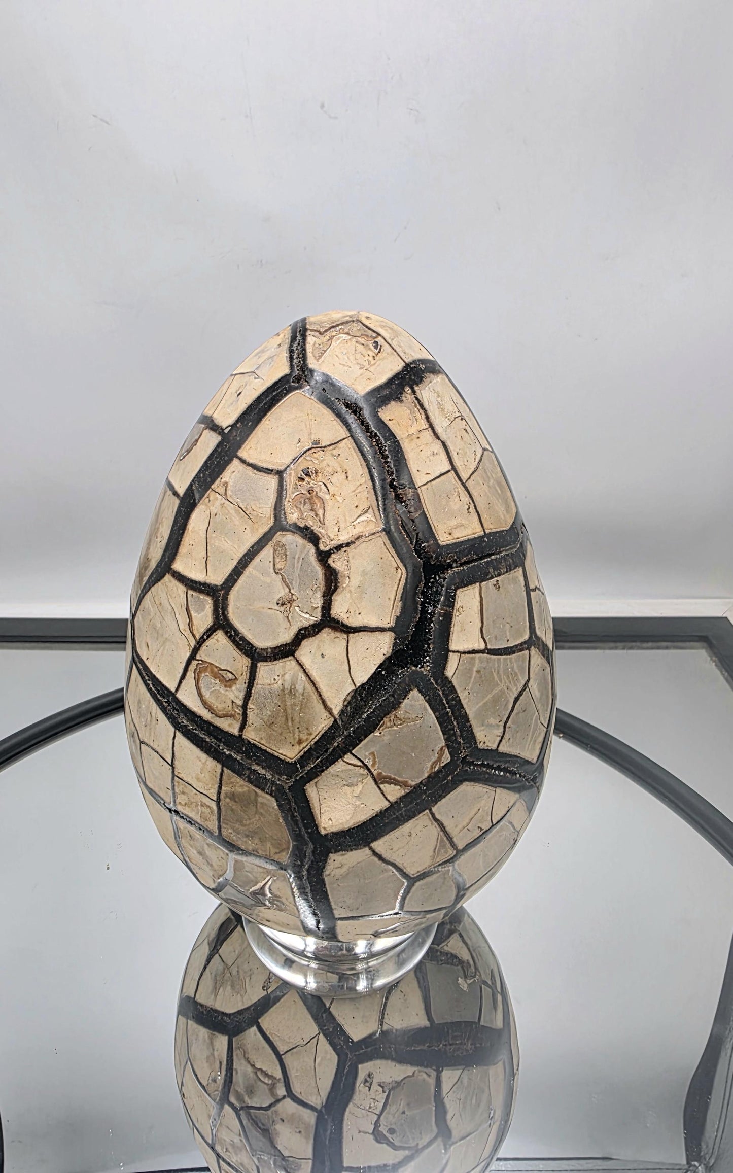 Collector's black septarian egg with unique features.