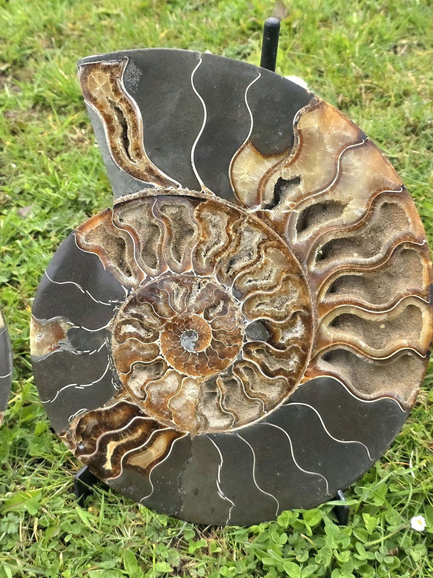 Ammonite fossil art piece with custom metal display