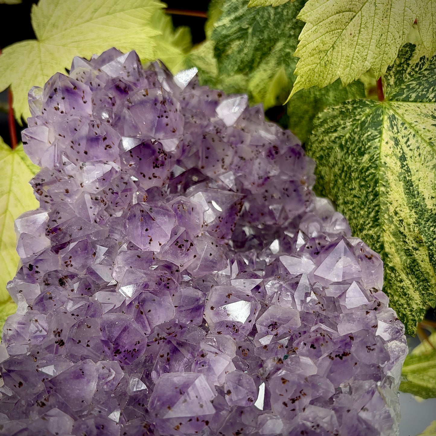 Large natural amethyst cluster close up showing sparkling purple crystals.