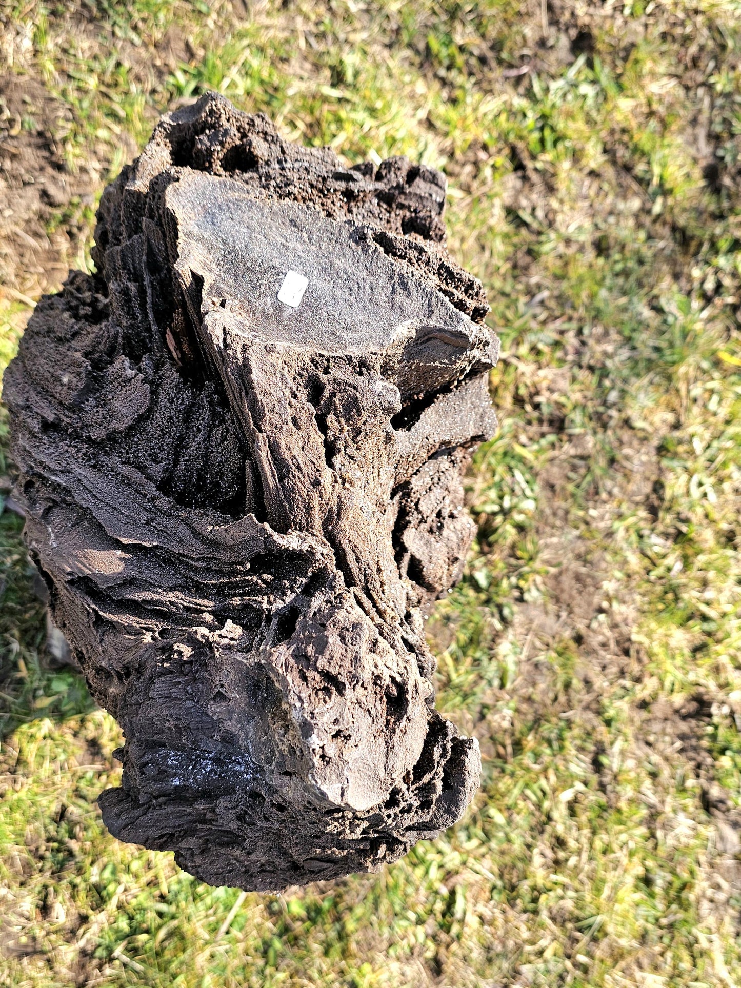 A rare collector’s piece—massive petrified wood covered in quartz druzy.
