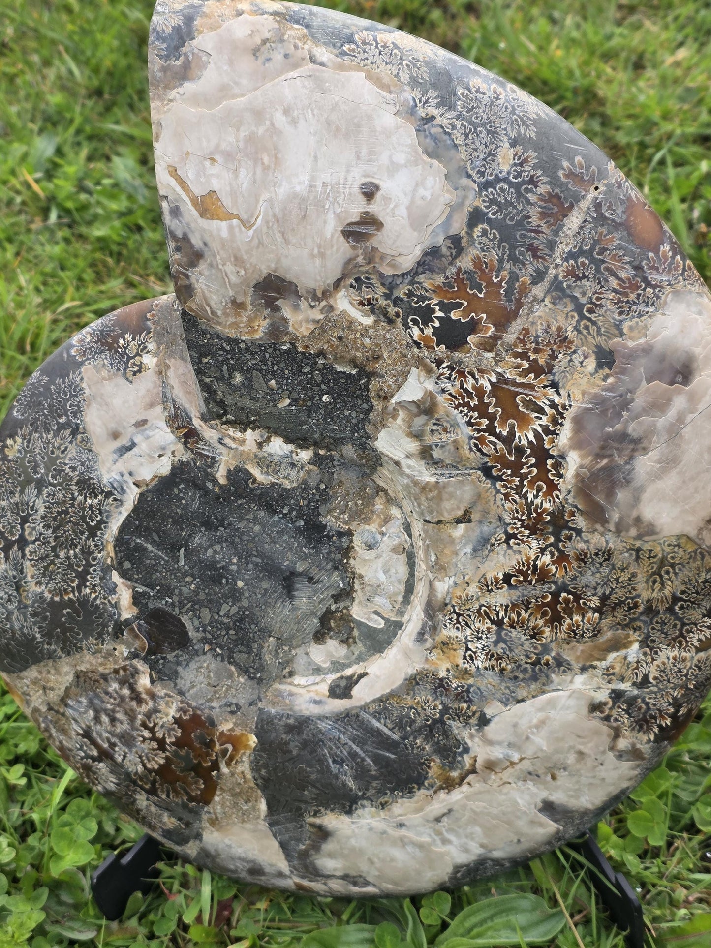 Crystal-filled fossil displayed in interior setting