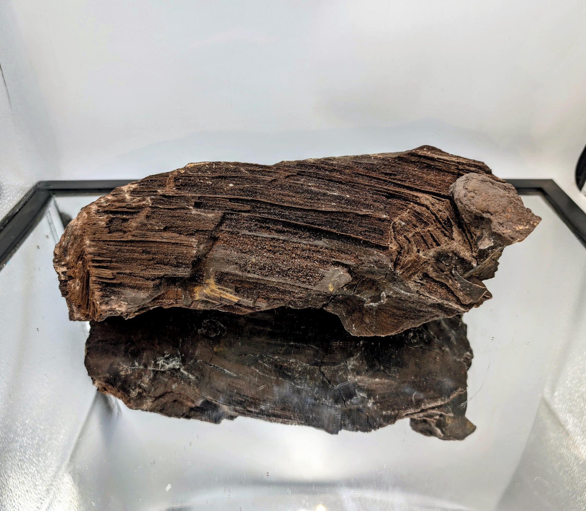 Crystal druzy ornament on petrified wood for collectors.