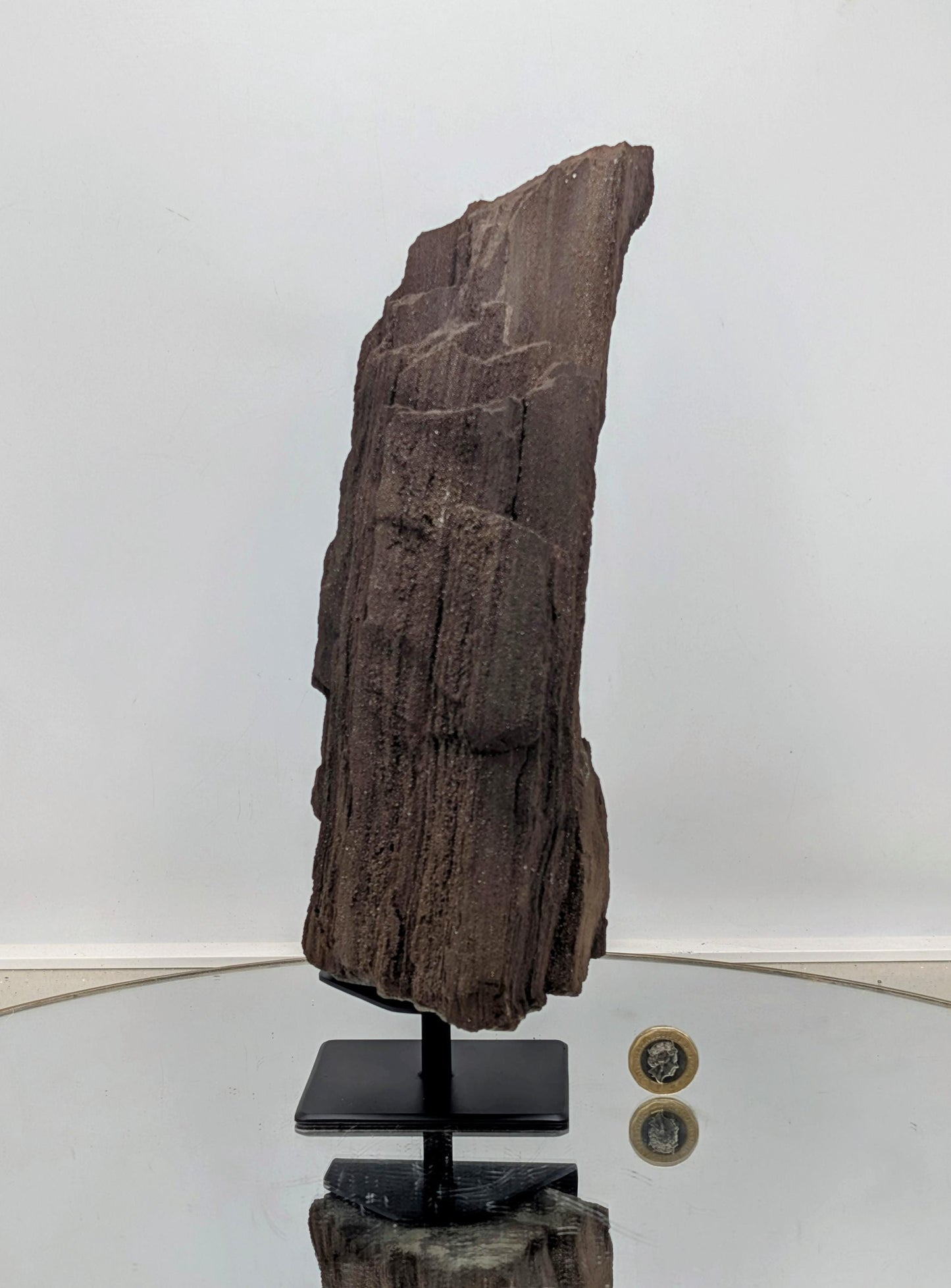 An exquisite geological find—petrified wood with quartz druzy.