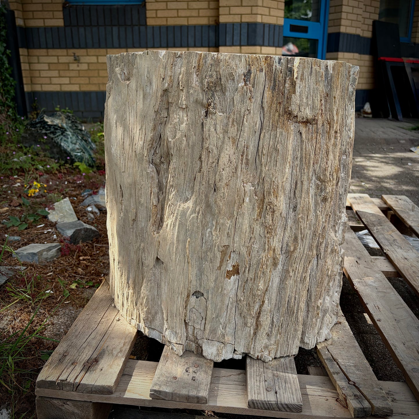 Extra large petrified wood display stone for statement décor and landscaping