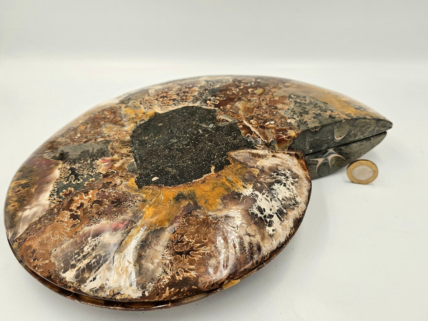 extra large ammonite fossil