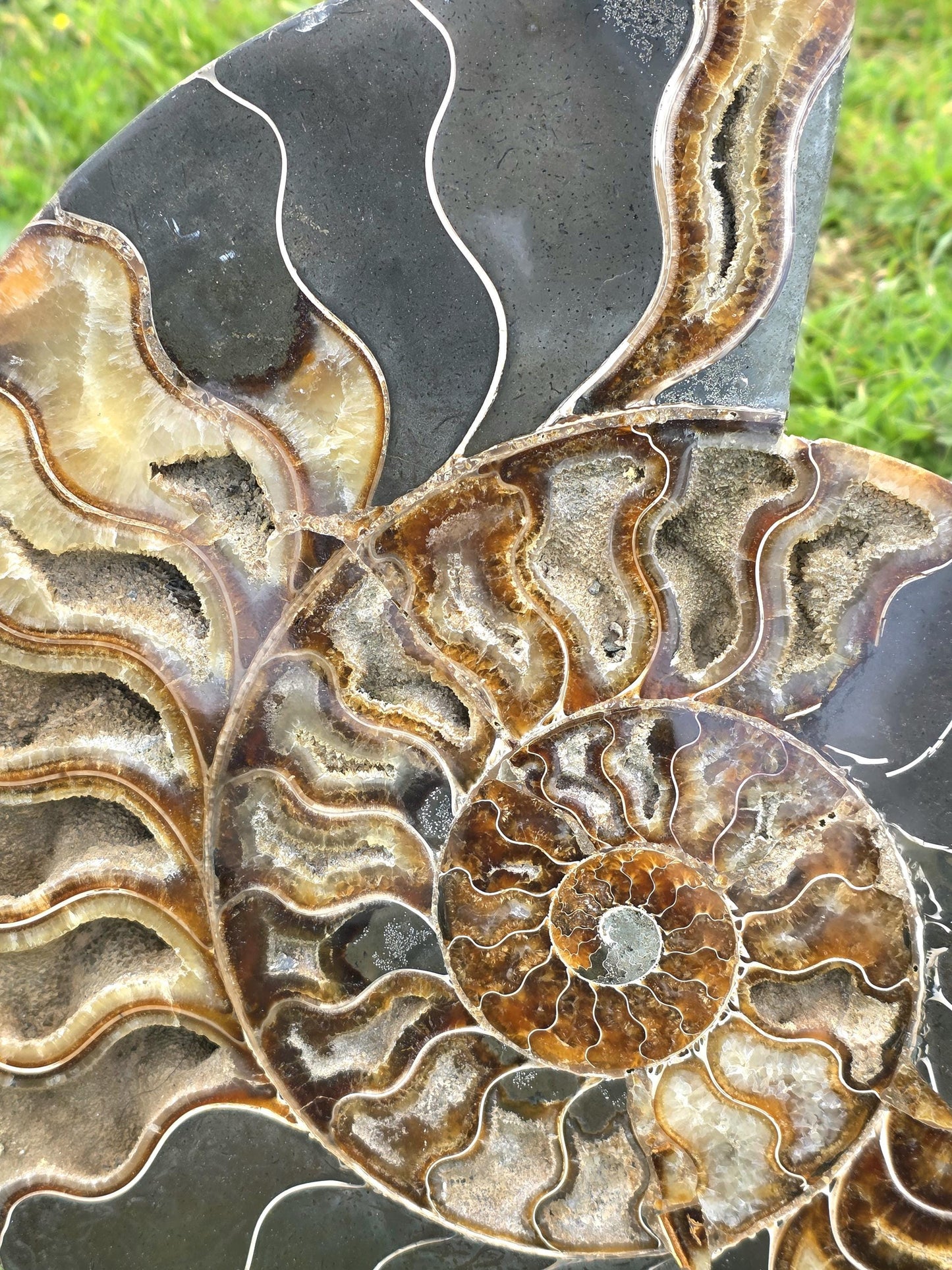 Polished ammonite used in luxury home styling