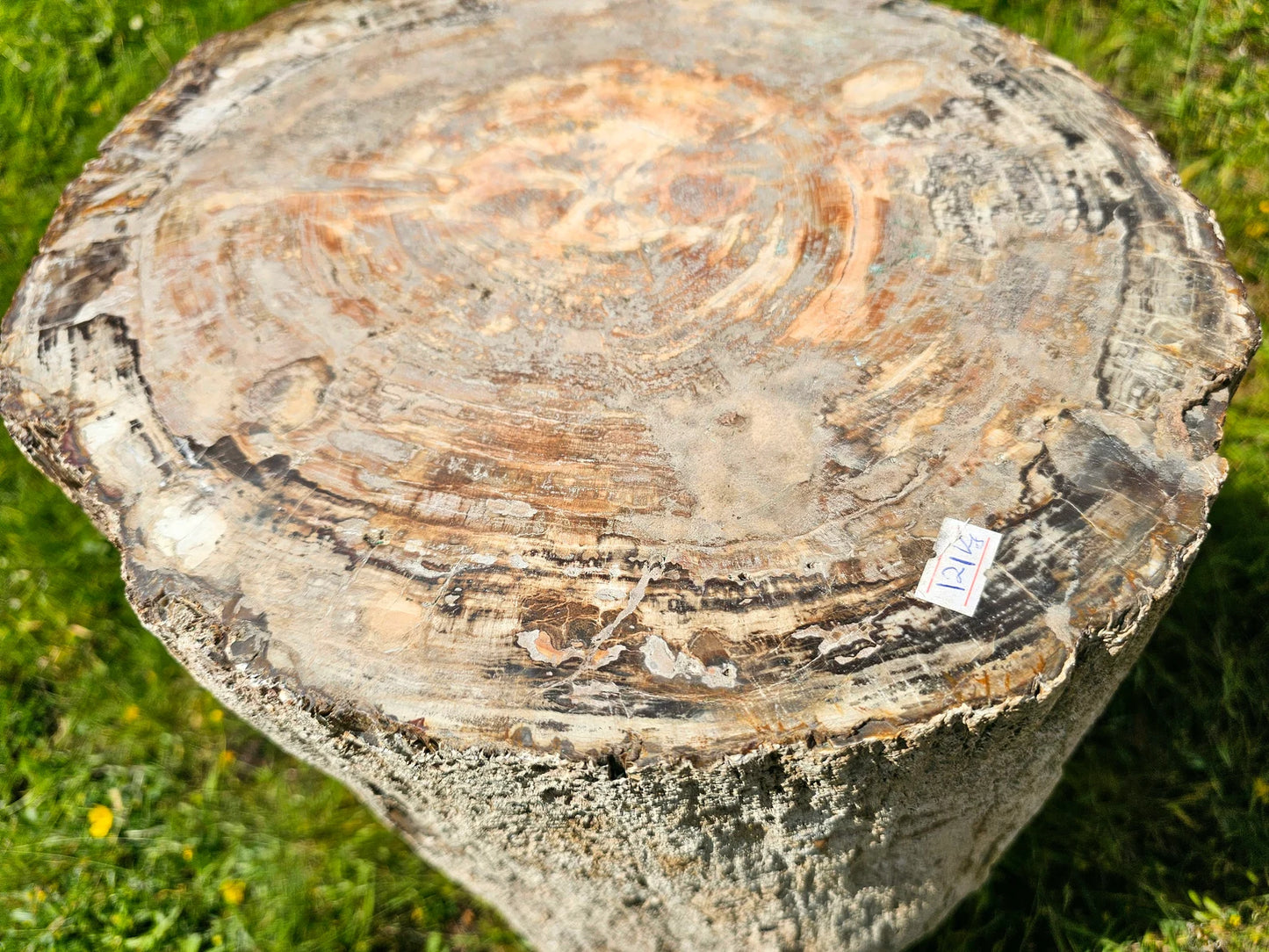 XL fossil wood