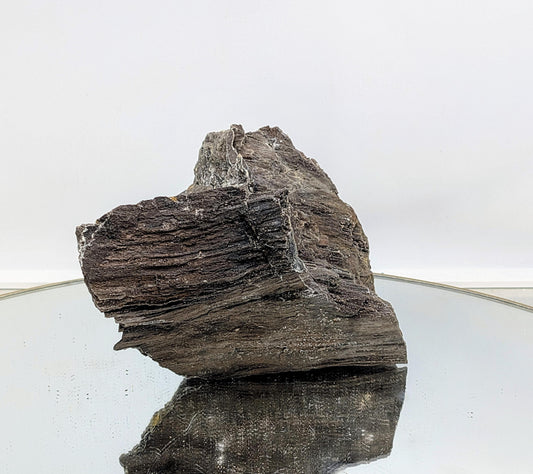 Fossilized wood with quartz druzy crystals on the surface