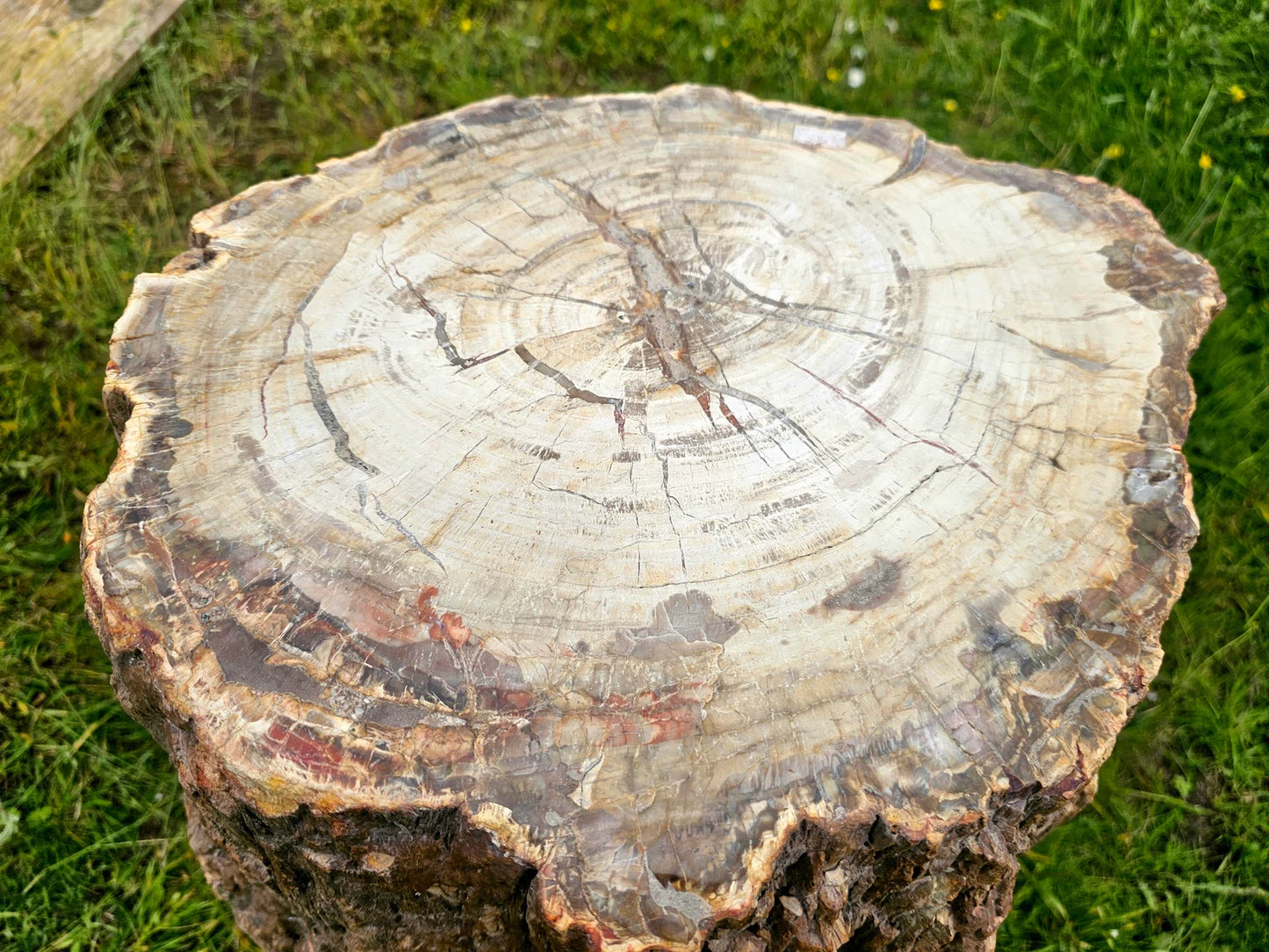 high quality fossil wood from madasgacar
