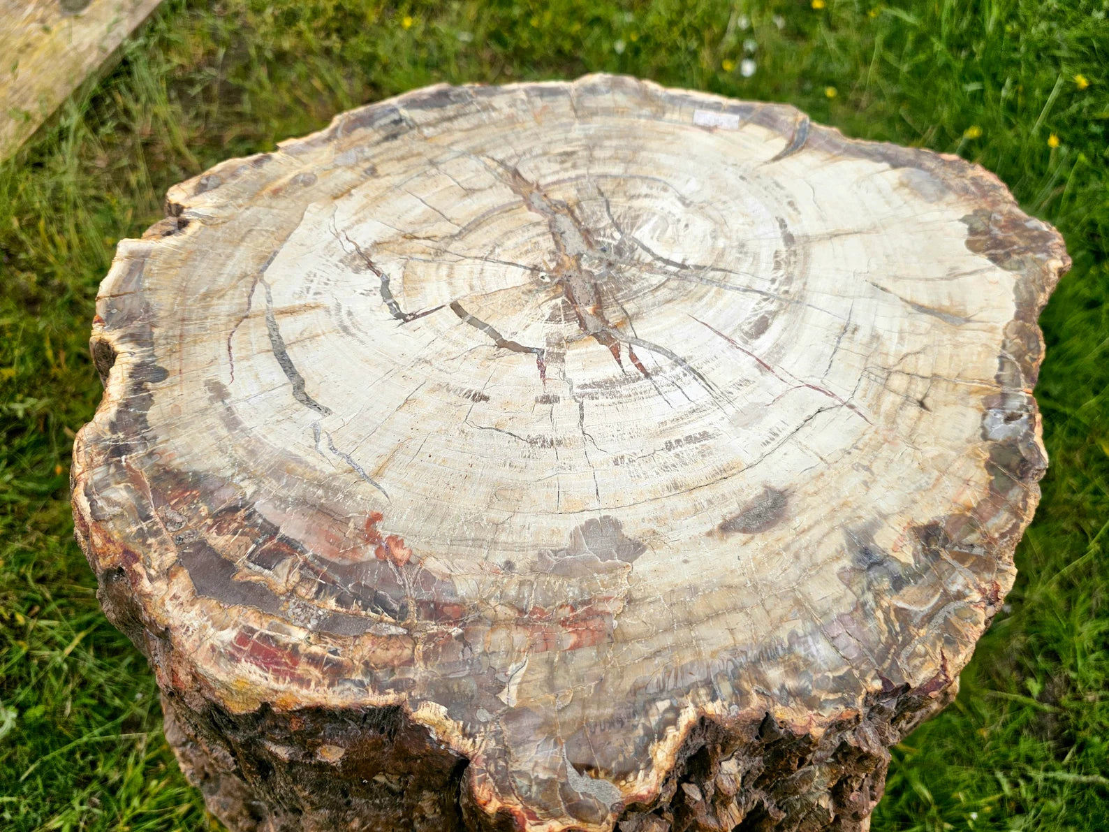 high quality fossil wood from madasgacar