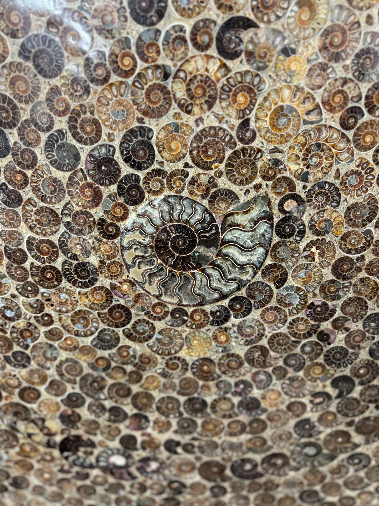 #6 The Giant 'Swirling Ammonites' Fossil Display Piece