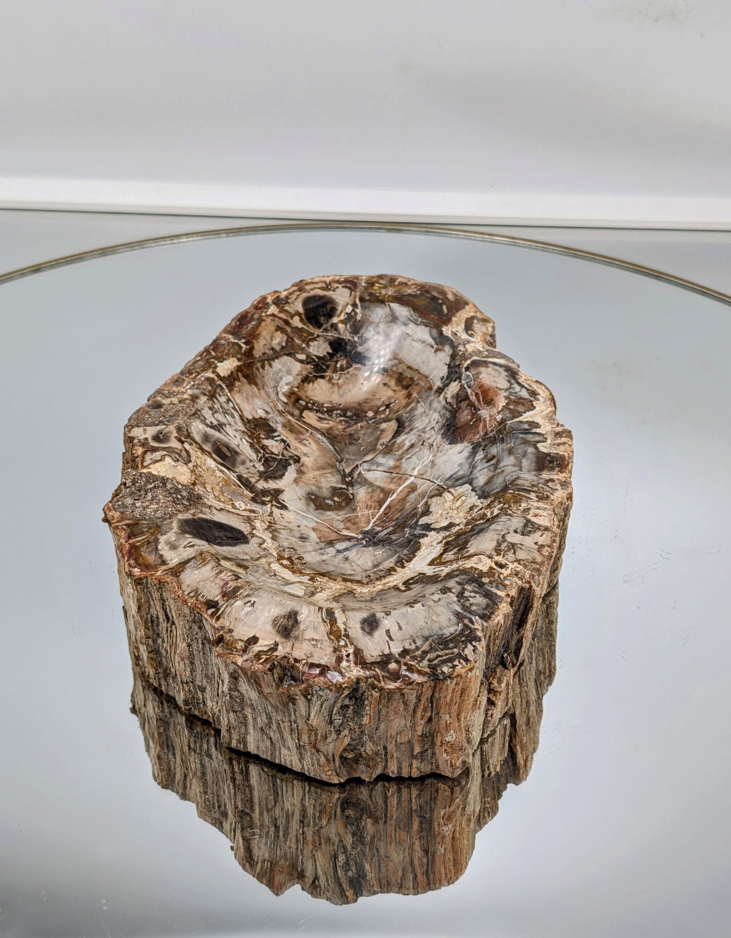 Large fossil wood bowl with natural grain pattern