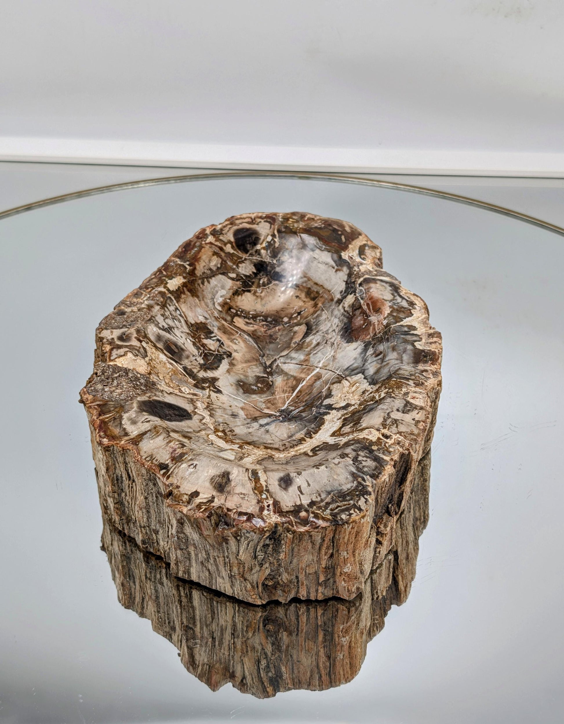 Large fossil wood bowl with natural grain pattern