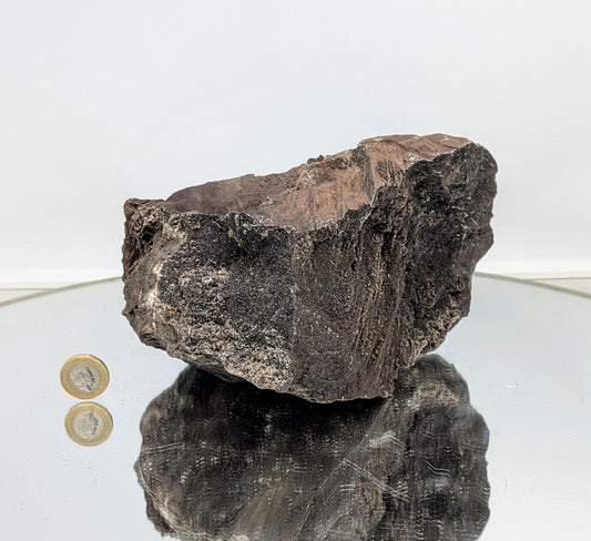 Large fossilized wood with quartz druzy formations