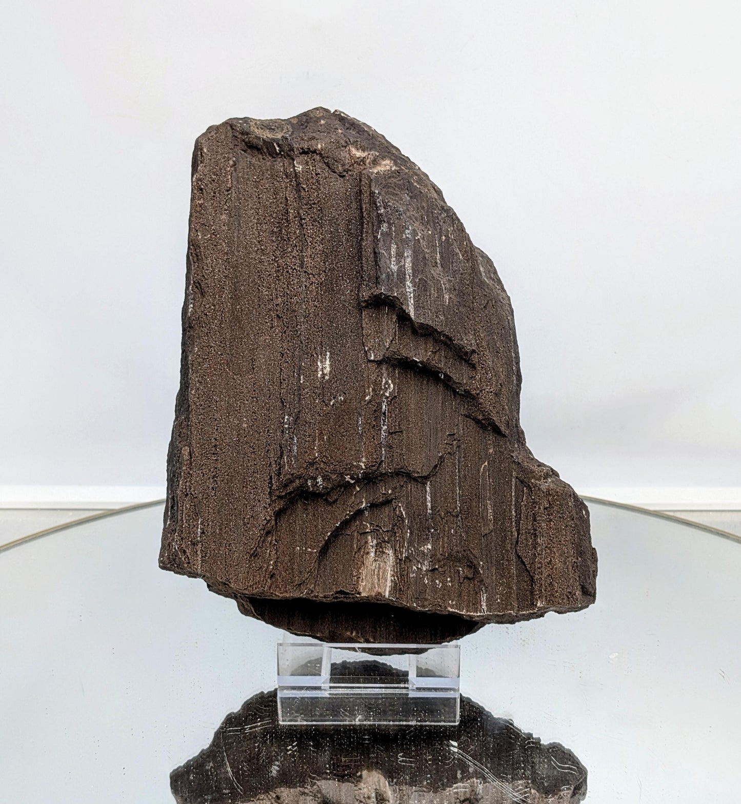 Large piece of permineralized fossil wood