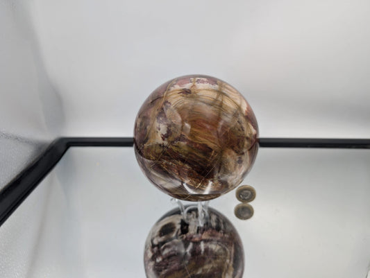 Large polished Fossil Wood sphere with Quartz