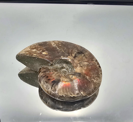 Large Red Iridescent Ammonite fossil with vibrant colors and intricate natural patterns, from Madagascar.
