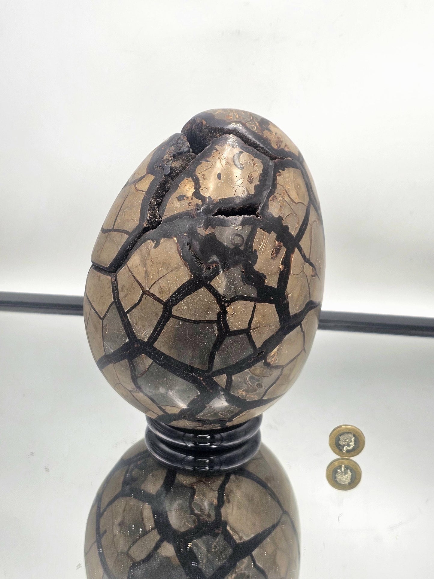 Very Large Black Septarian Crystal Egg radiating grounding energy, perfect for crystal lovers.