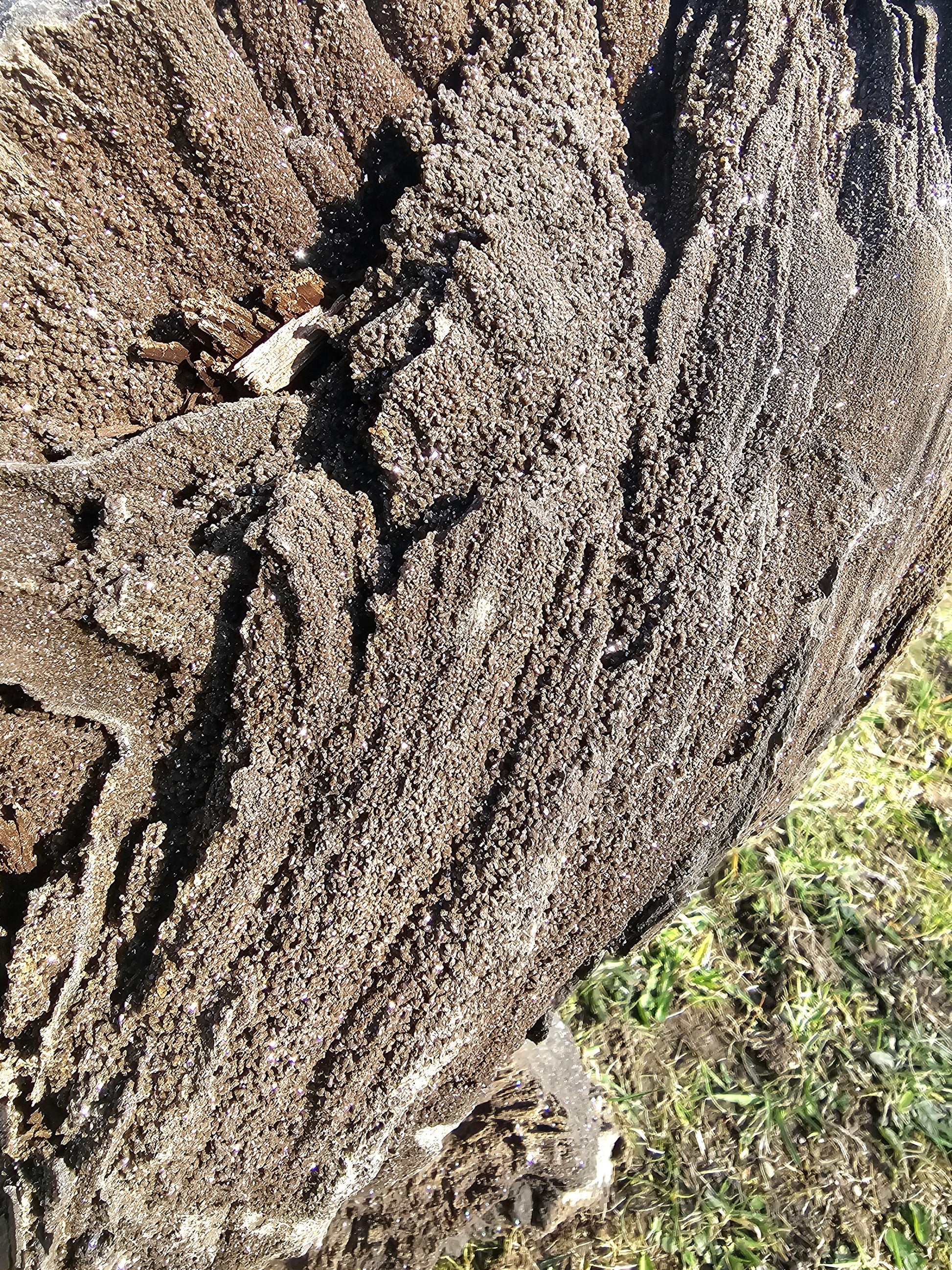 large permineralised fossil wood with quartz crystal perfect for natural interior design art