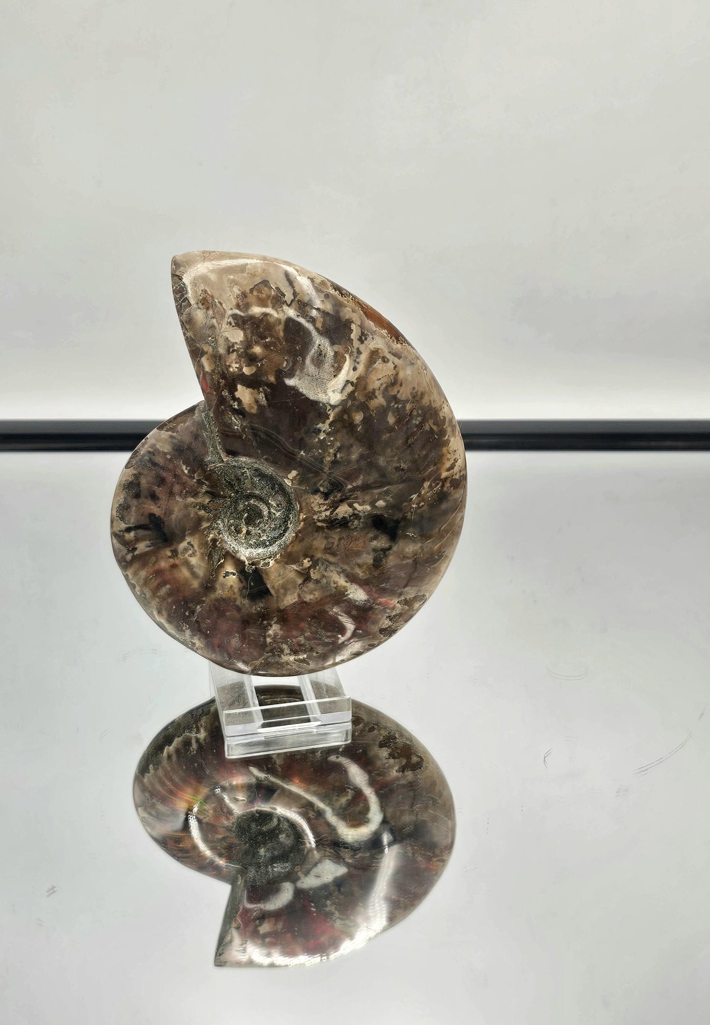 interior design fossils red ammonite natural art