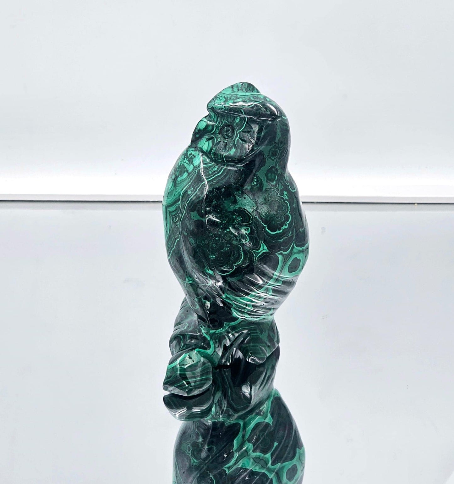 malachite animals owl bird