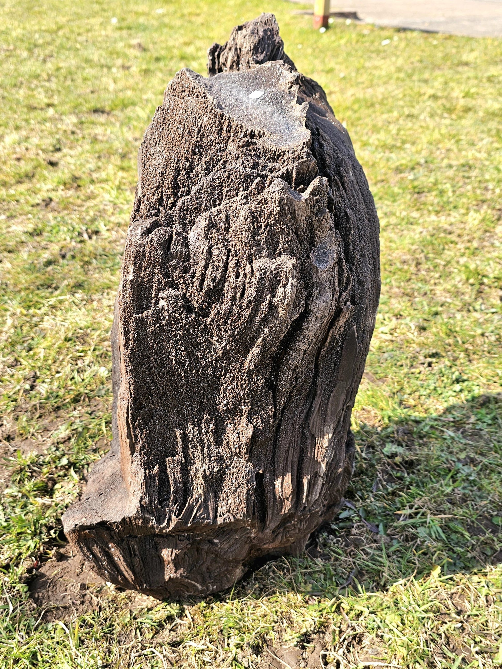 A 35-million-year-old petrified wood fossil with quartz druzy from Germany.