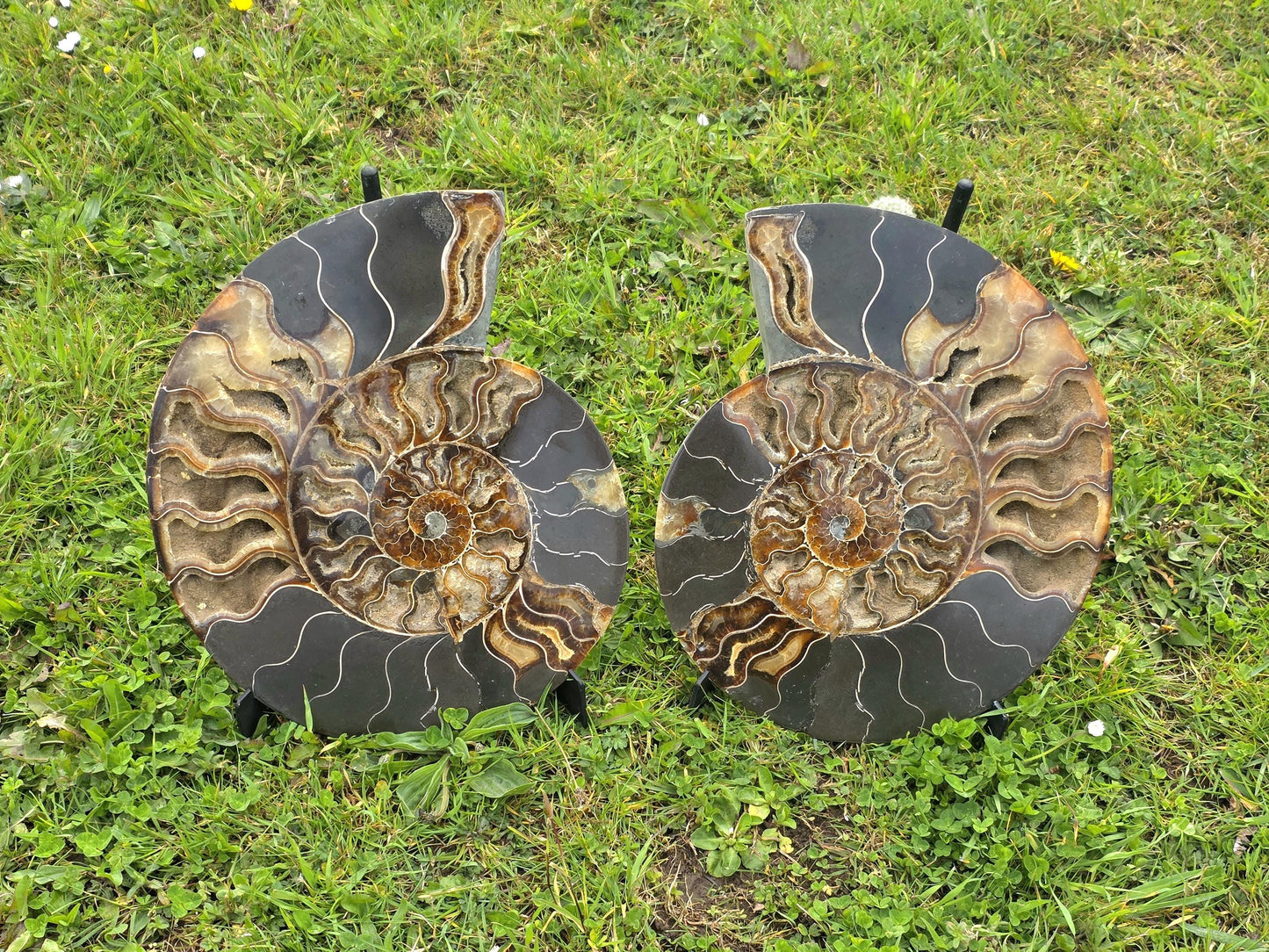 Decorative ammonite fossil with calcite crystals