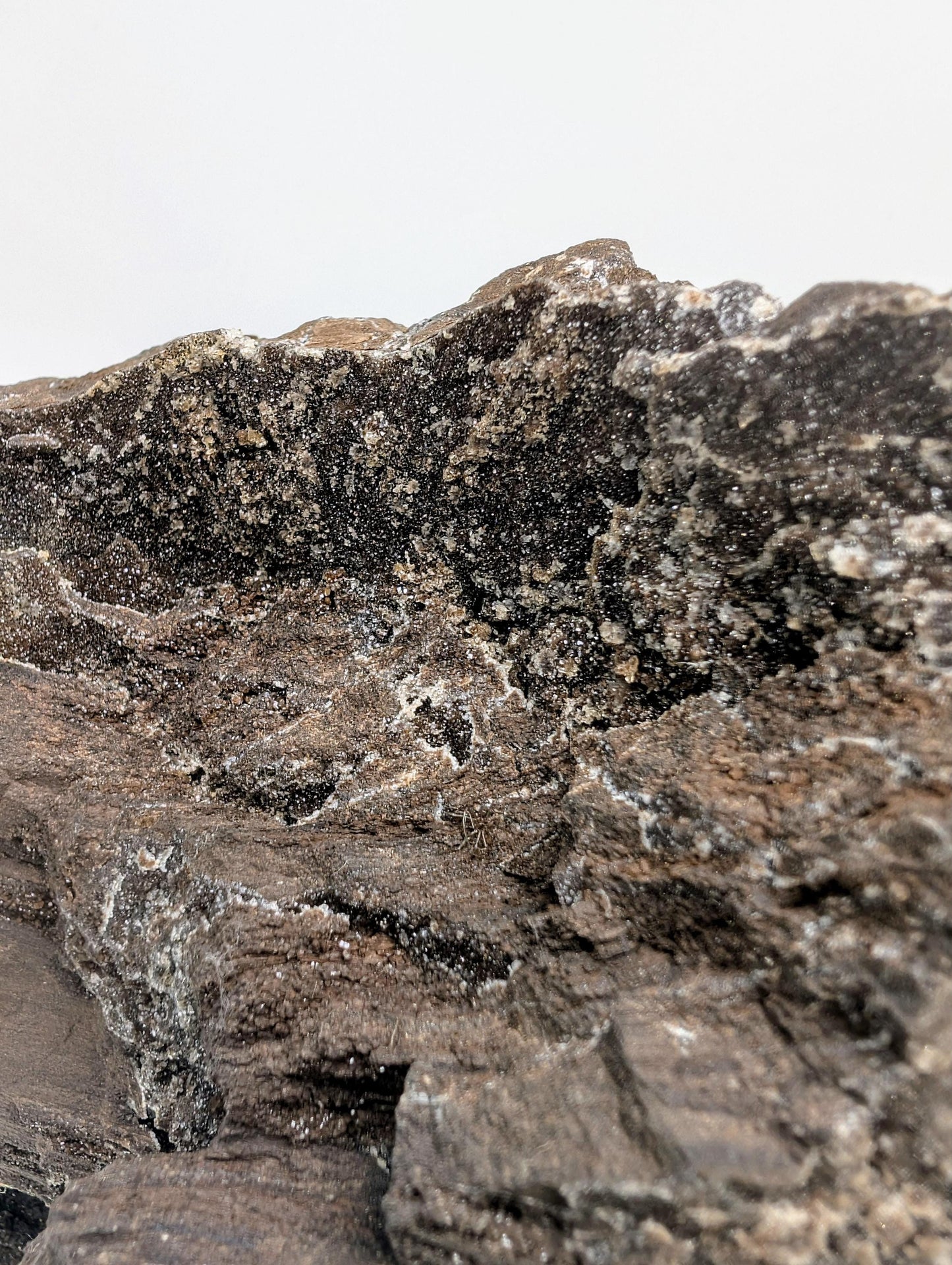 Natural fossilized wood with sparkling quartz druze