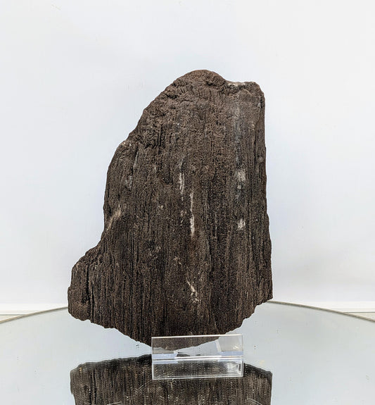 Permineralized fossil wood with preserved natural details