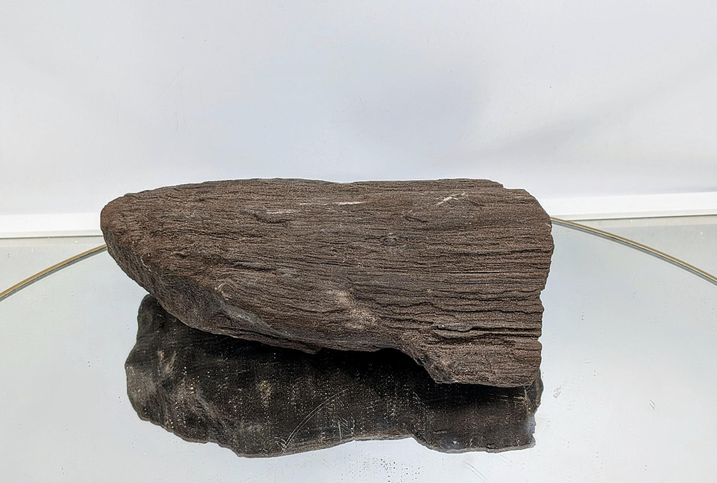 Petrified wood specimen with visible quartz