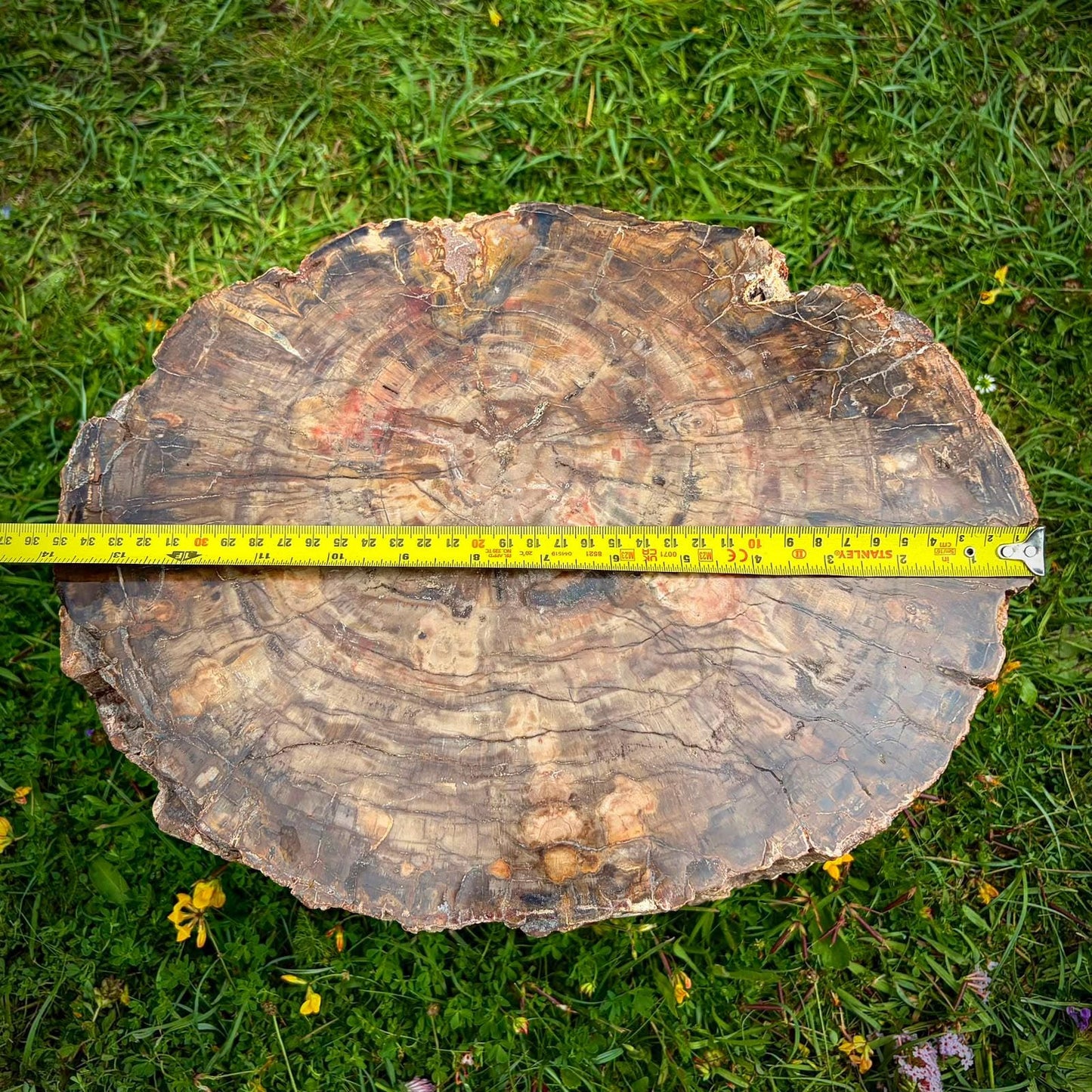 Large petrified wood fossil specimen for collectors and home decor