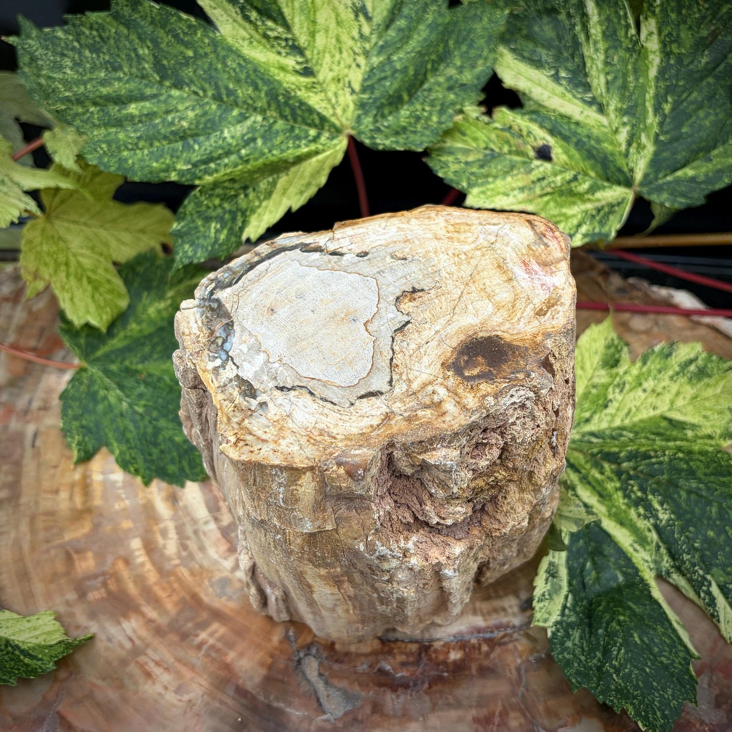 Petrified wood geology specimen weighing 2.32kg