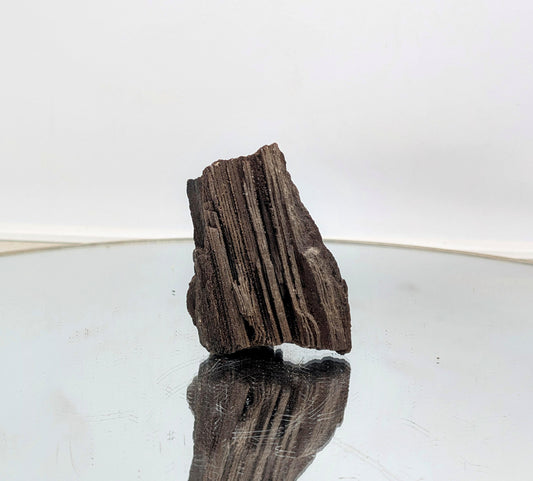 Ancient crystal fossil—petrified wood with quartz druzy sparkle.