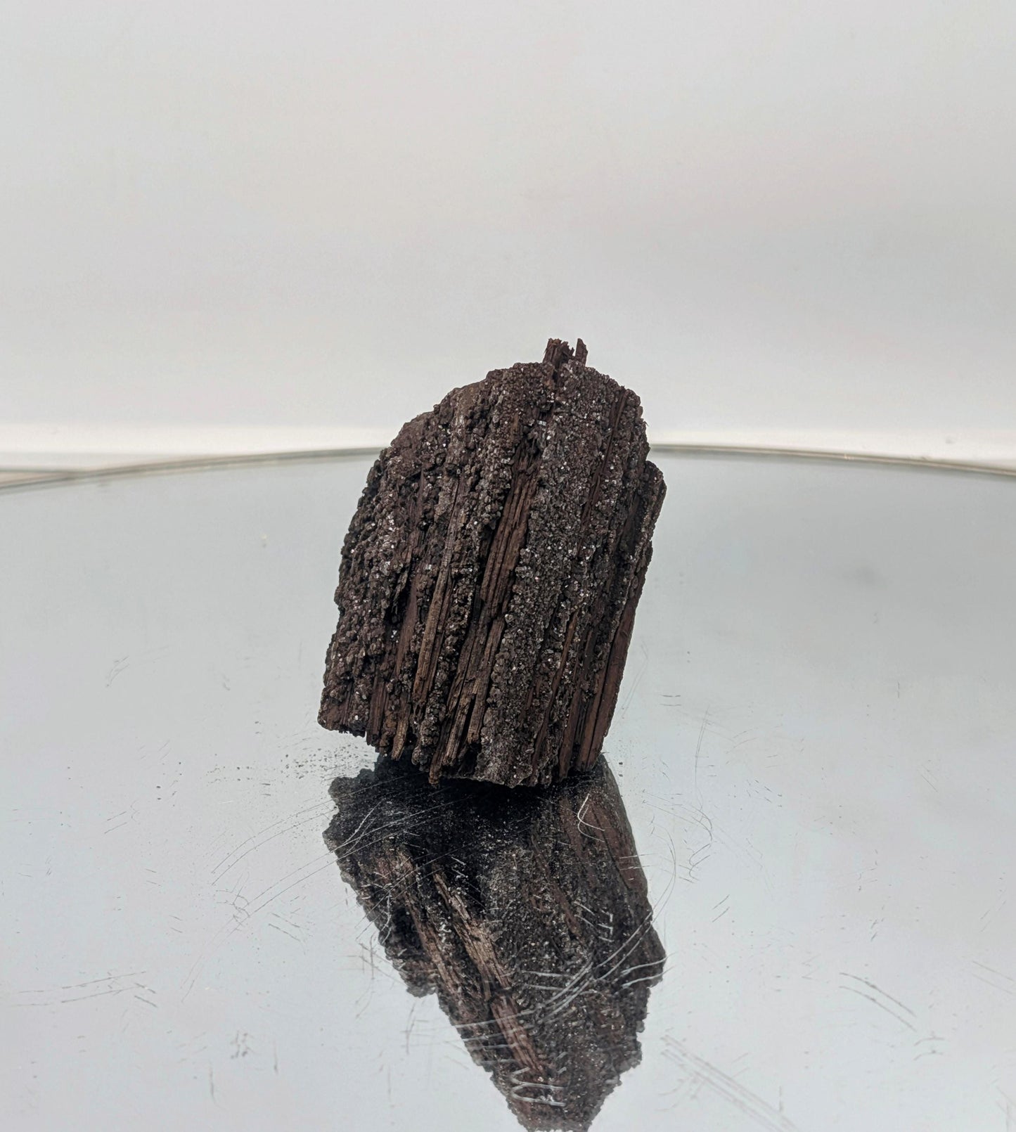 Decorative petrified wood fossil with dazzling quartz druzy.