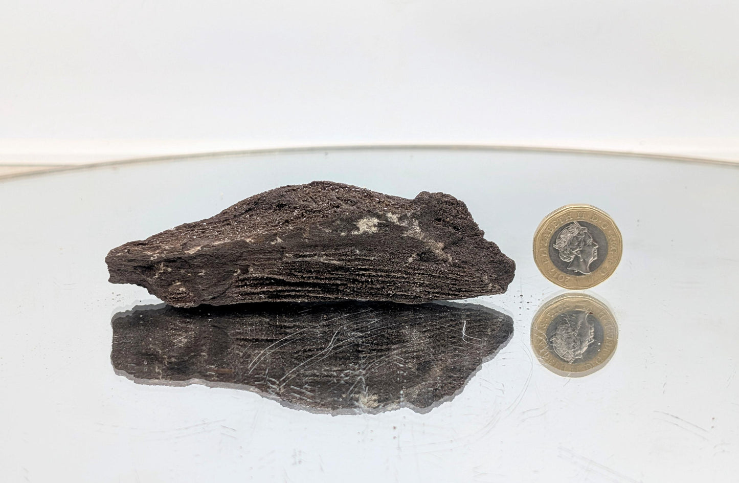 A one-of-a-kind nature art piece—petrified wood with druzy quartz.