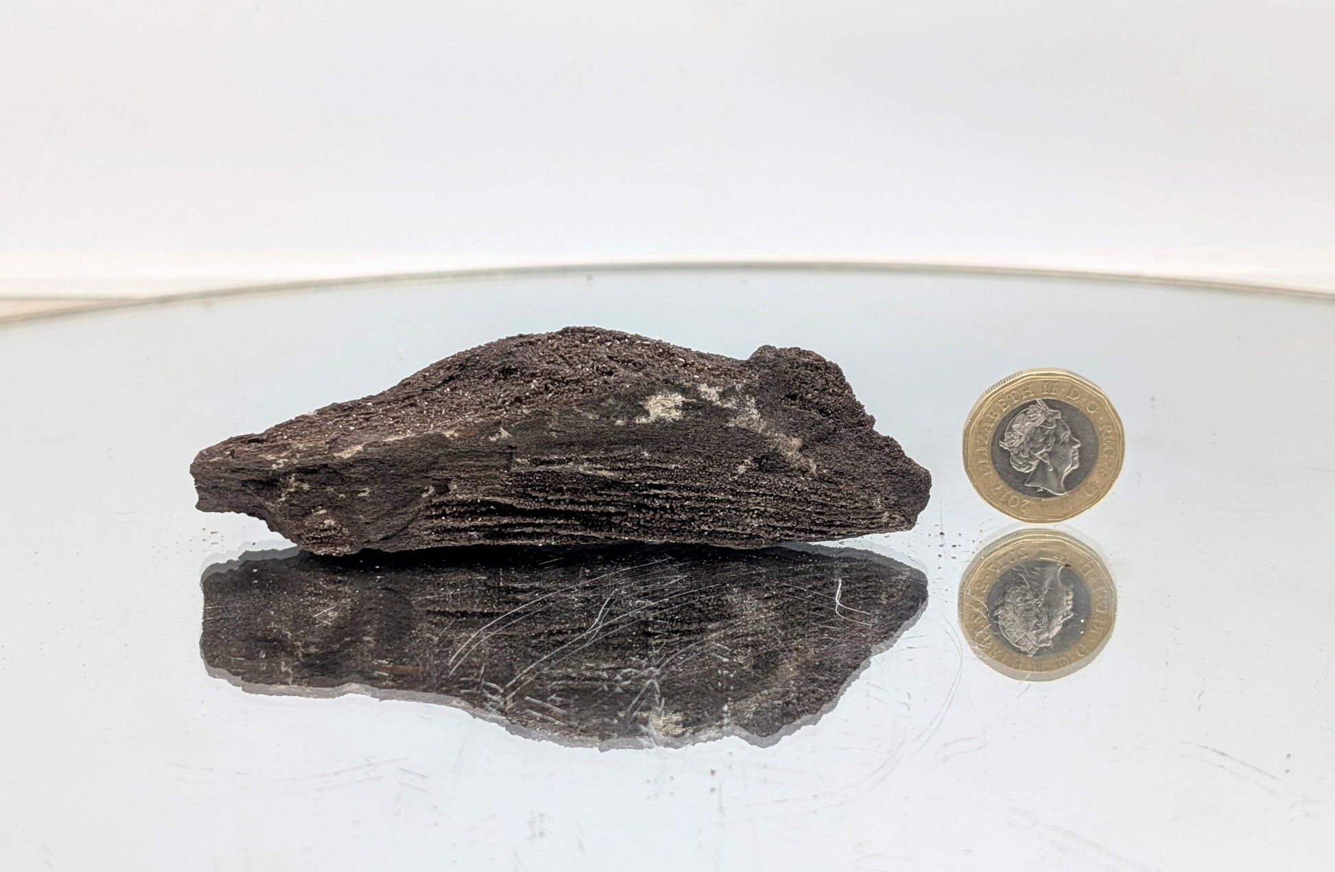 A one-of-a-kind nature art piece—petrified wood with druzy quartz.