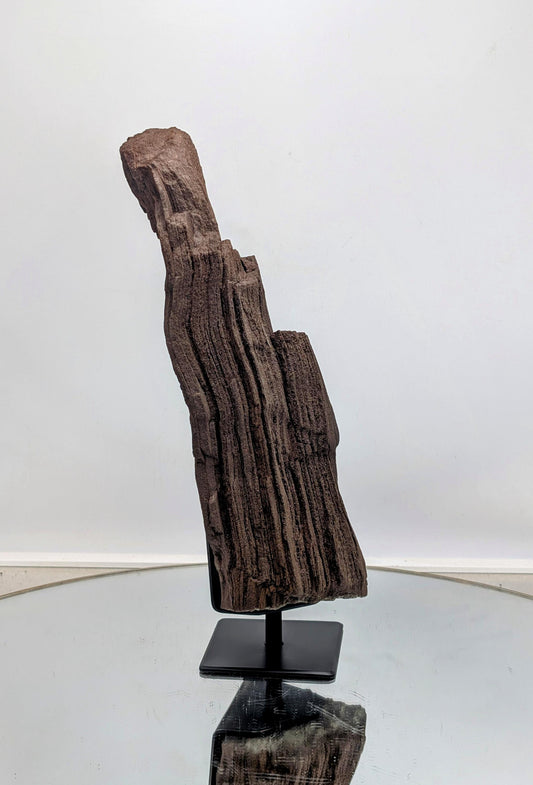 A natural treasure—petrified wood fossil with quartz druzy.