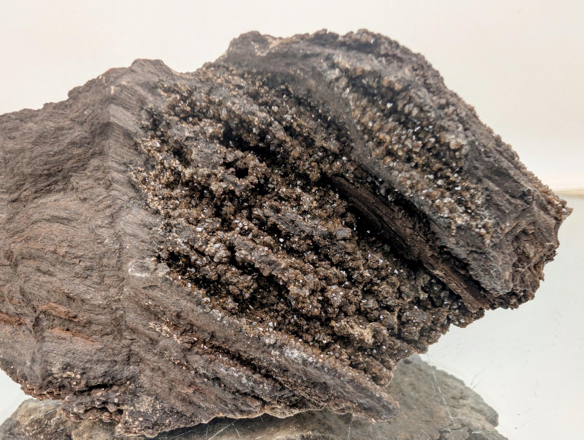 Sparkling quartz druzy covering ancient petrified wood.