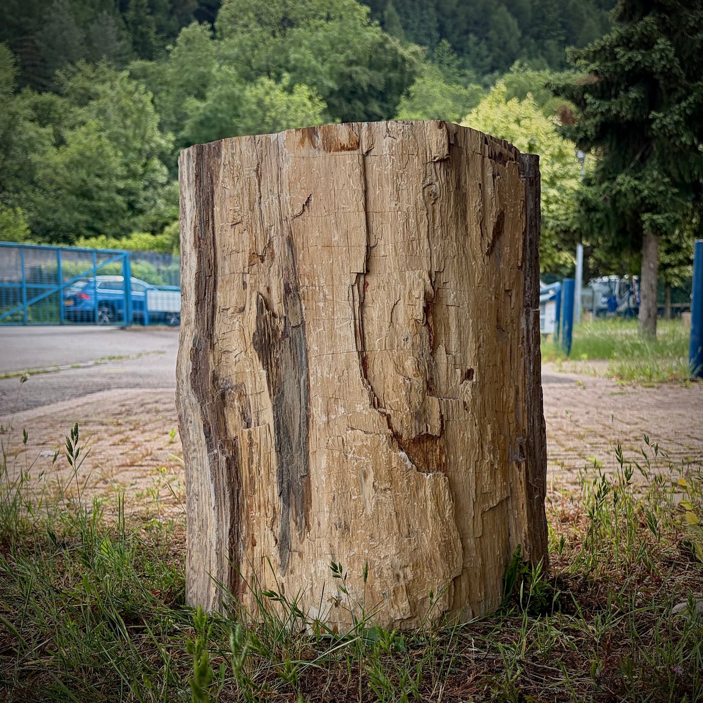 XL petrified wood statement piece for homes, gardens and interior styling