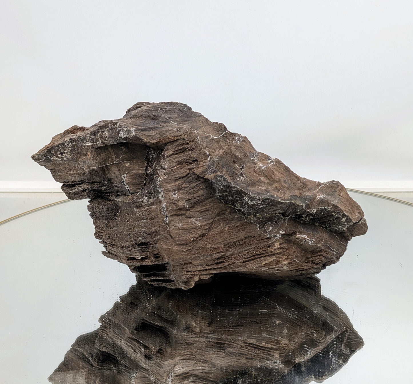 Petrified wood featuring quartz druze inclusions