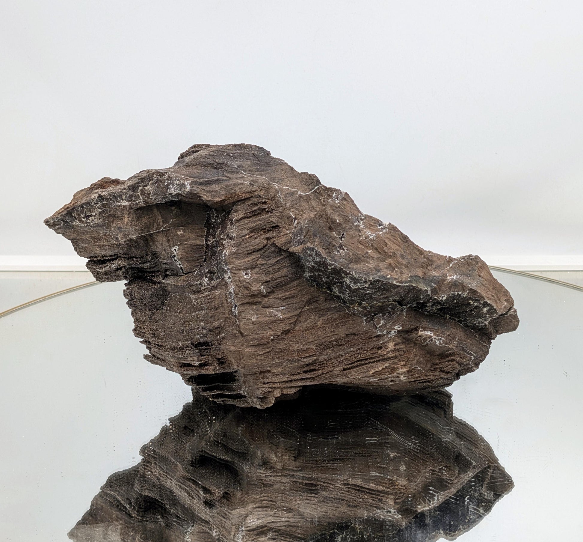 Petrified wood featuring quartz druze inclusions