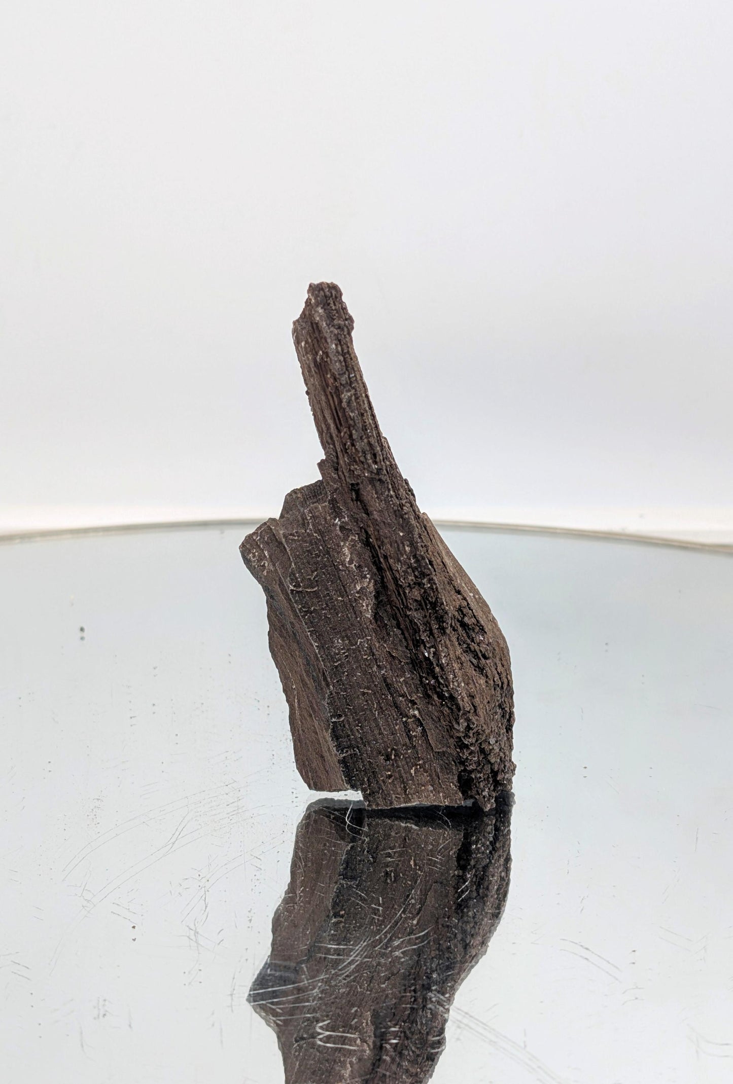 Polished petrified wood featuring dazzling quartz druzy formations.