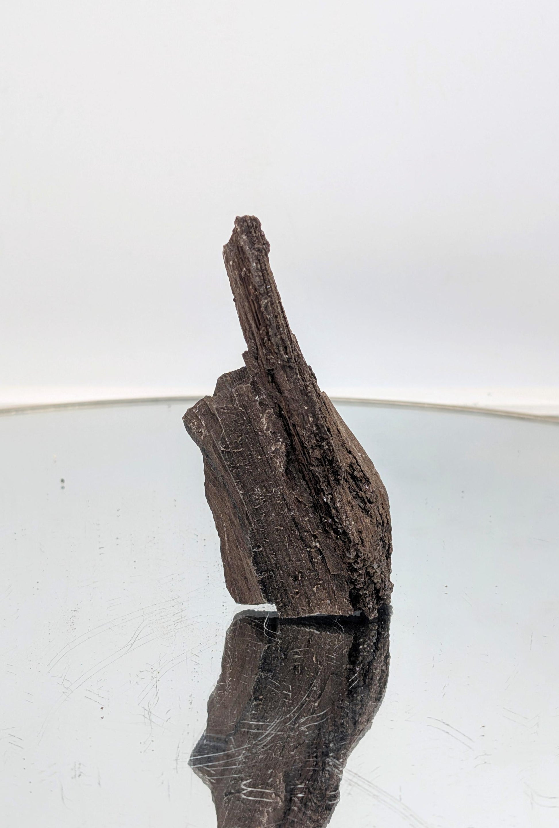 Polished petrified wood featuring dazzling quartz druzy formations.