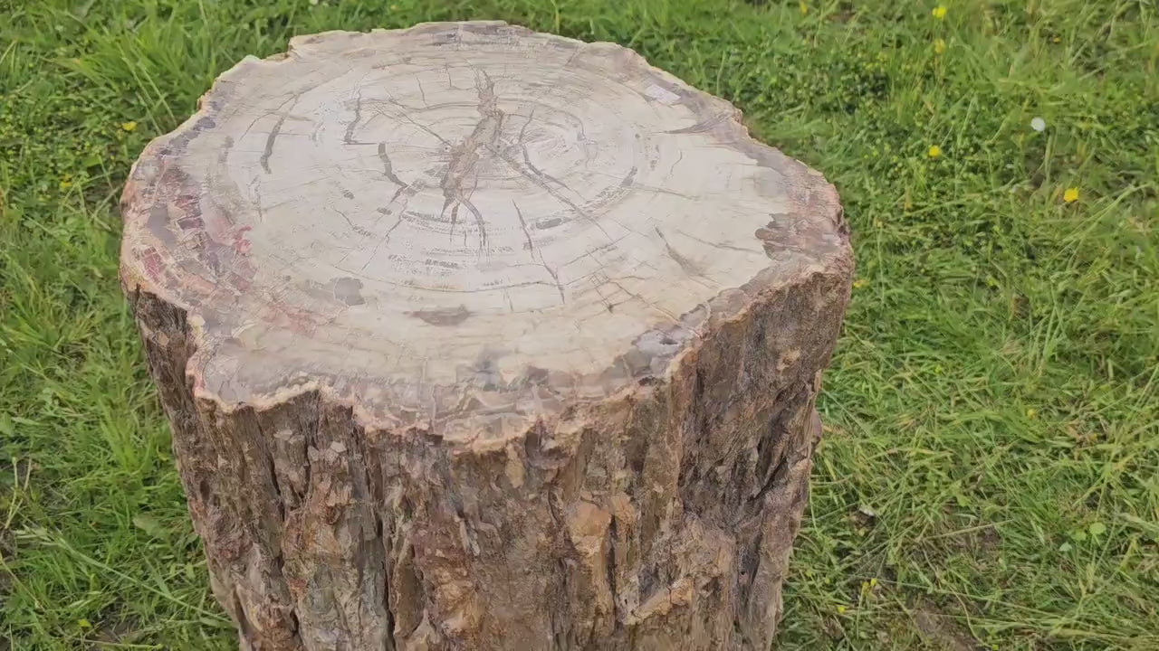 fossil wood for sale