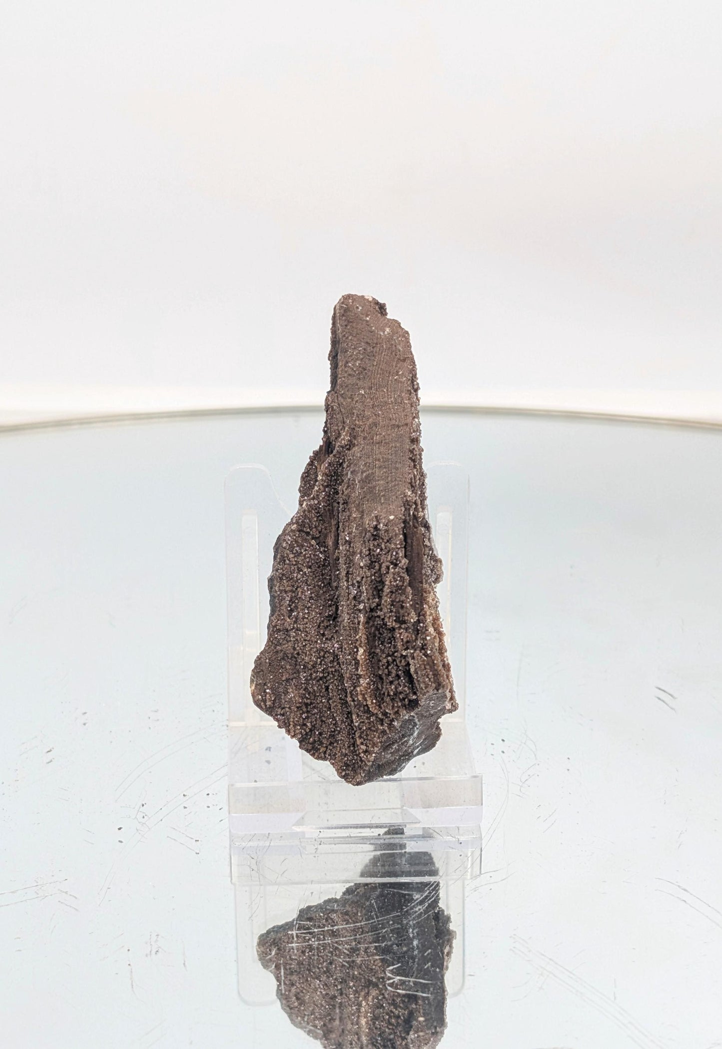 Ancient petrified wood featuring a brilliant quartz druzy coating.