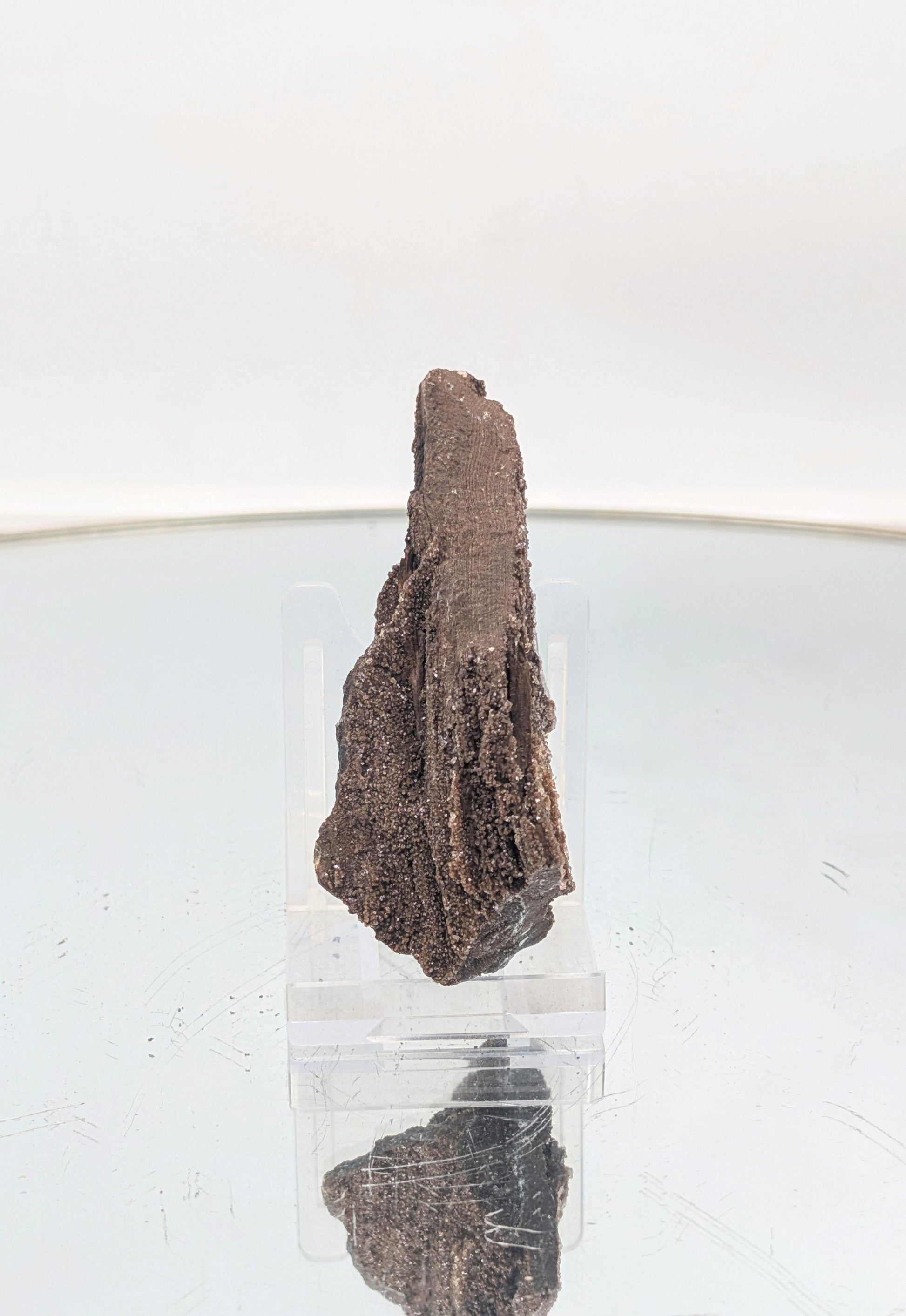 Ancient petrified wood featuring a brilliant quartz druzy coating.