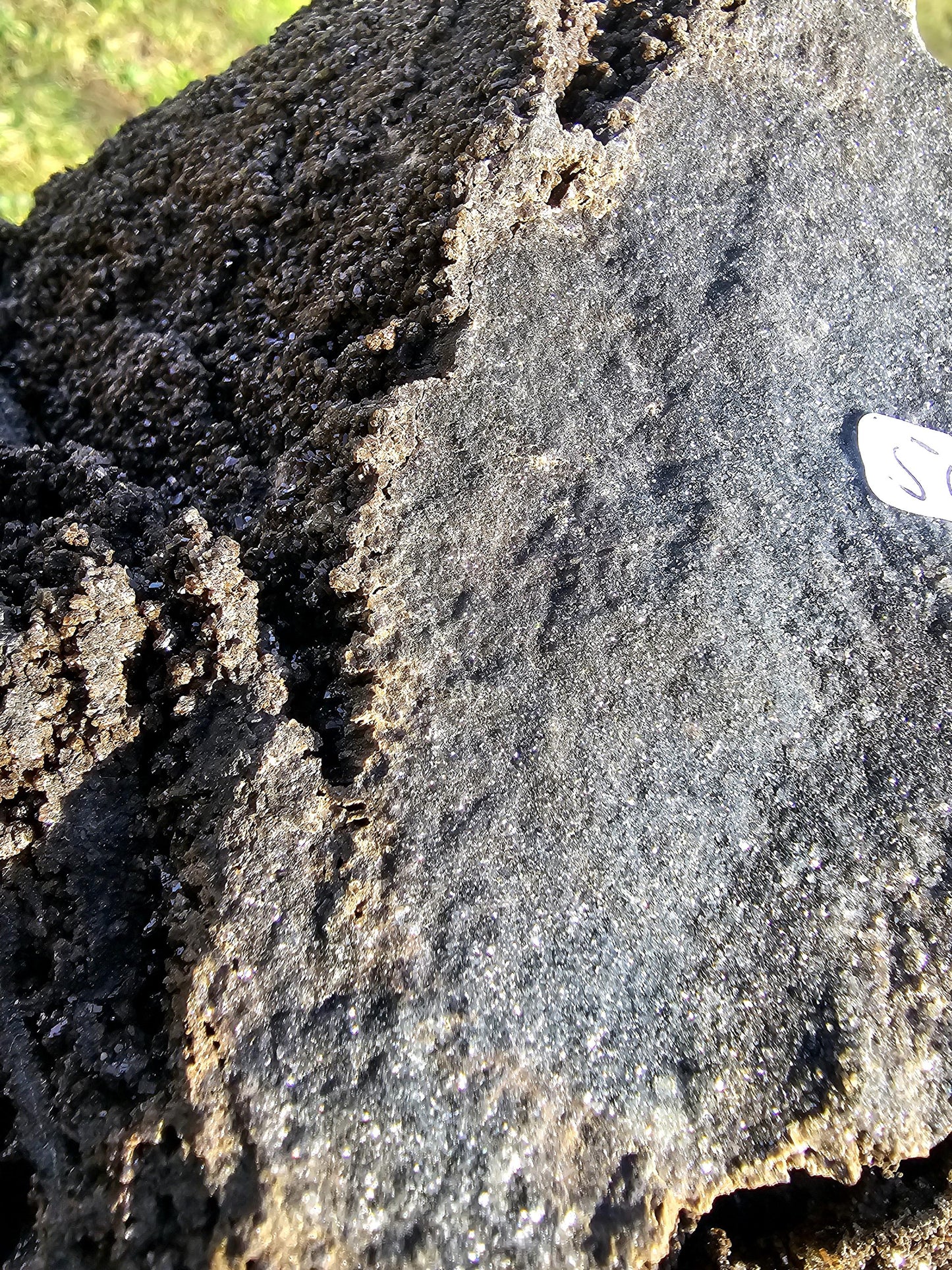 A rare and massive petrified wood fossil with quartz druzy from a closed German site.